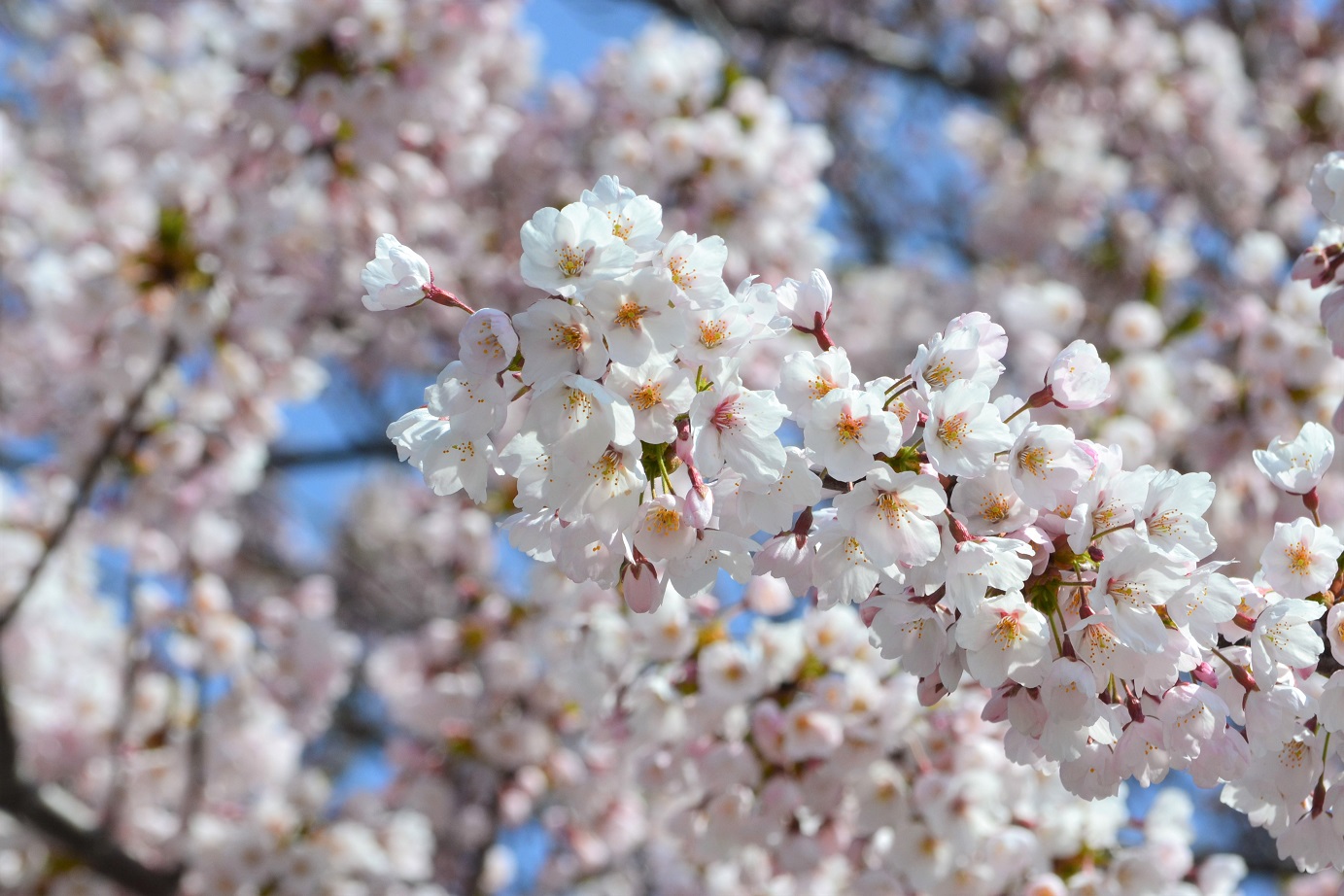 桜の写真