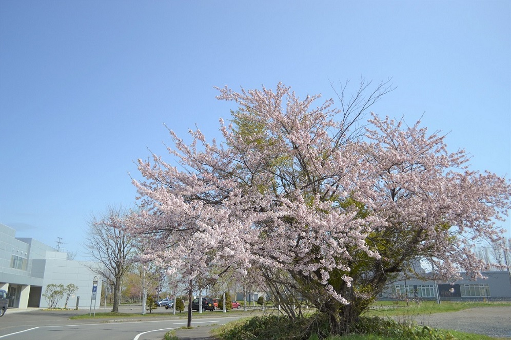 桜の写真2