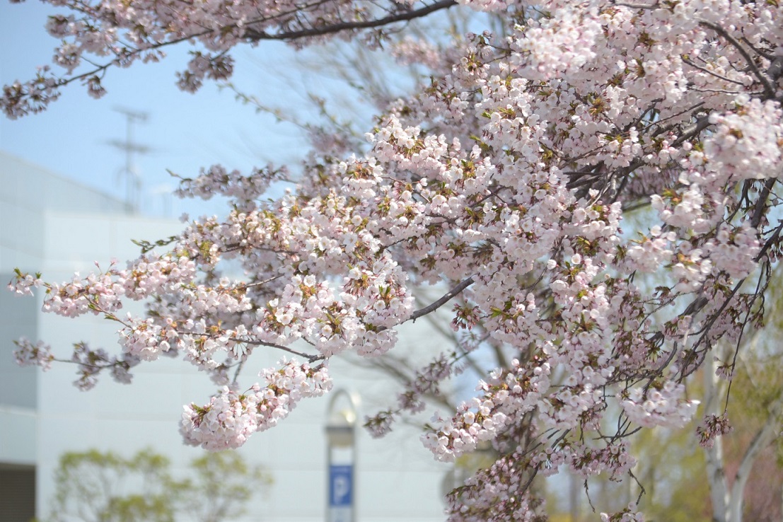 桜の写真3