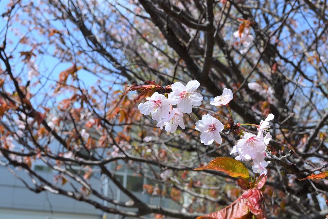 桜の写真4