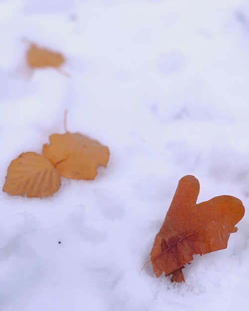 2025雑誌リサイクル広場写真6