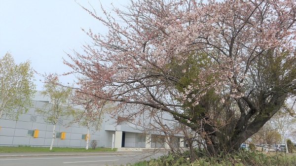 桜写真2