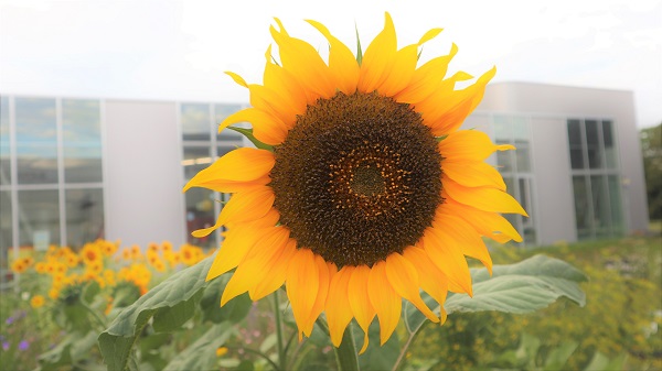 ひまわり開花写真