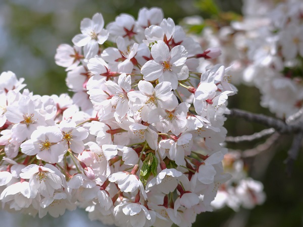 桜写真２