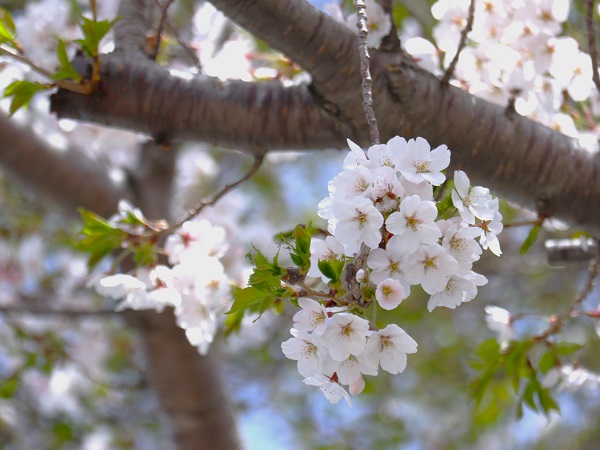 桜写真３
