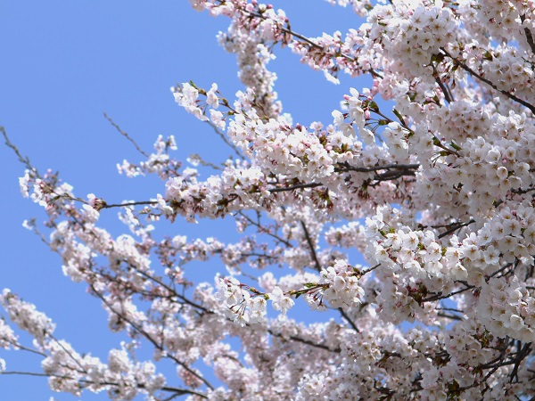 桜写真４
