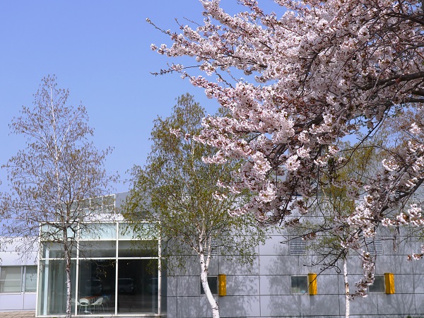 桜写真５