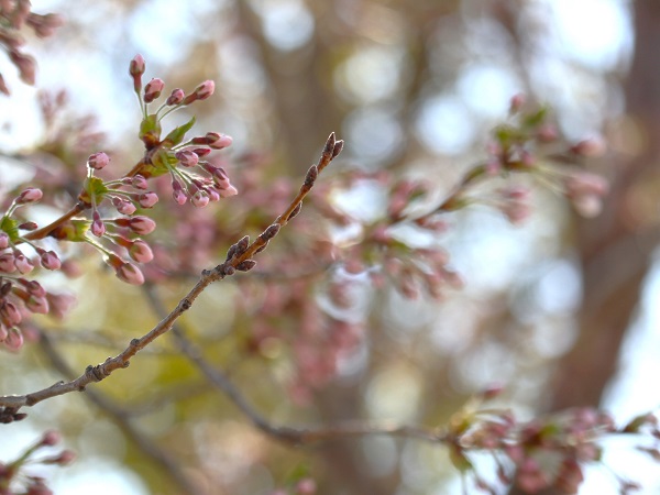桜写真1