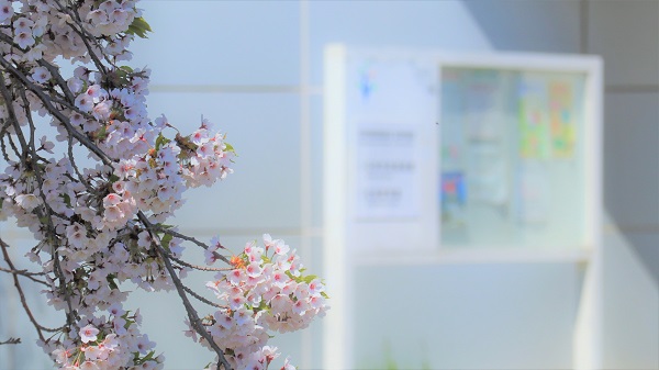 桜写真2