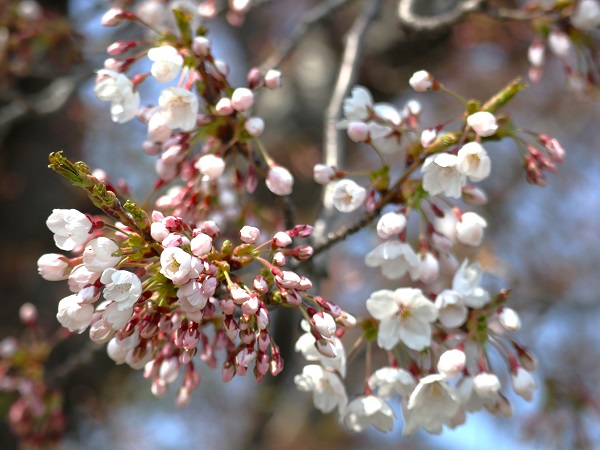 桜写真2