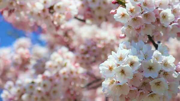 桜写真3