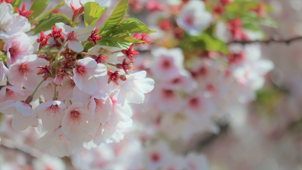桜写真4