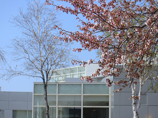 桜写真4