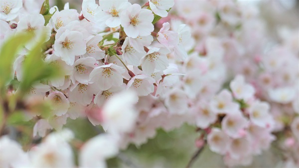 桜写真５