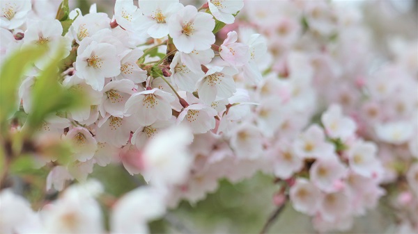 桜写真5